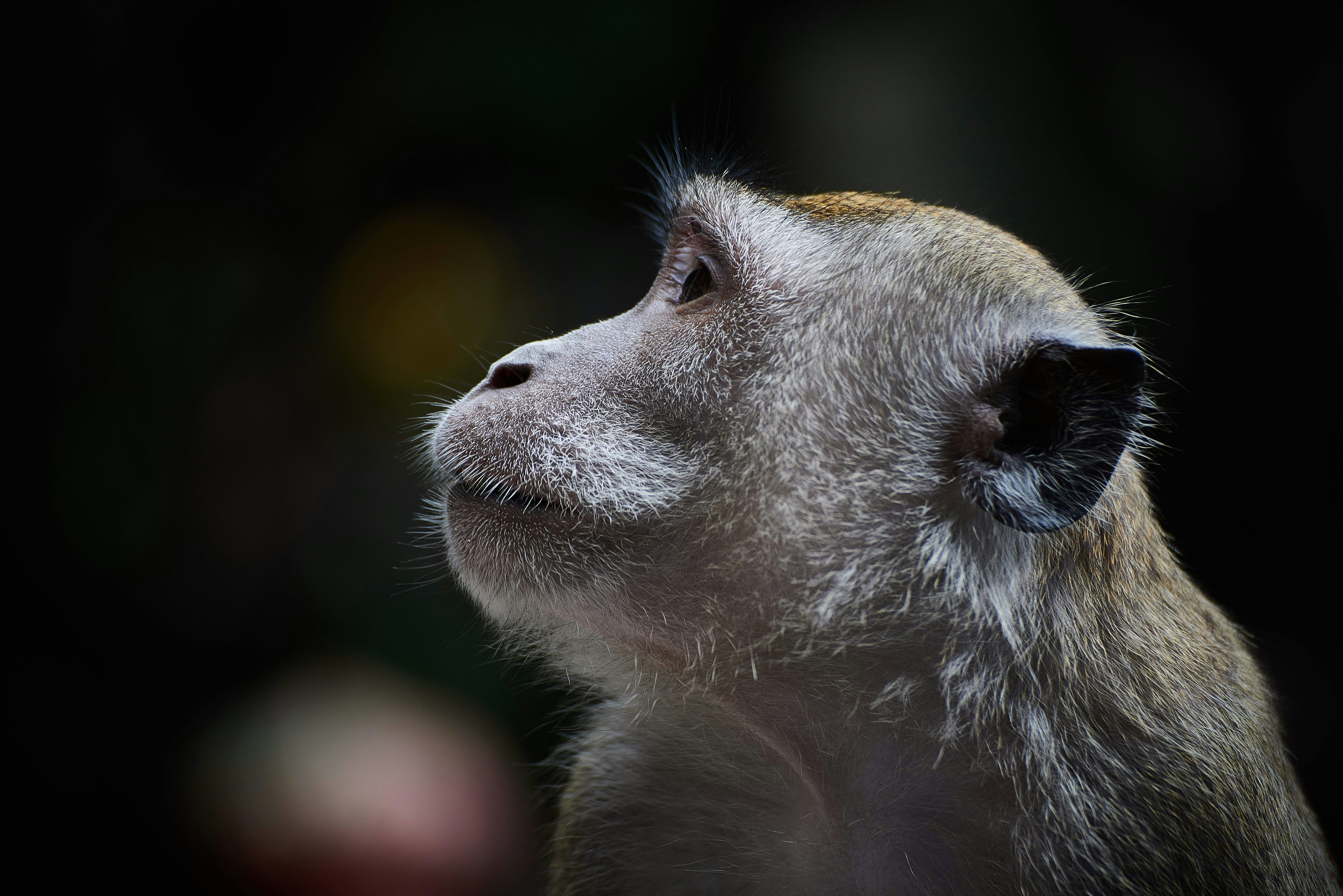 shallow focus photography of monkey